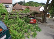 Kwikfynd Tree Cutting Services
scullin