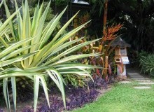 Kwikfynd Tropical Landscaping
scullin